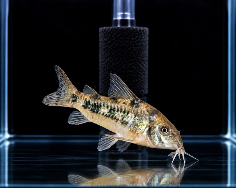 Peppered Corydoras ~ 3cm